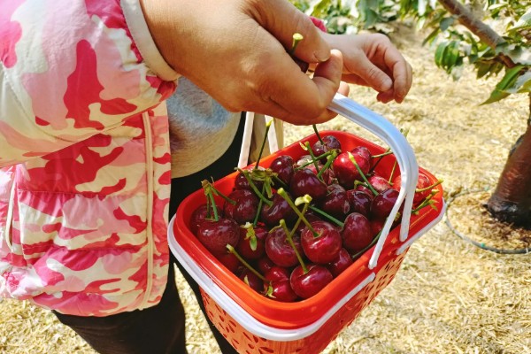 红妃樱桃几年可以挂果，6年可挂果