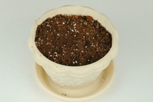 豌豆怎么在家种植，播种前需要浸种