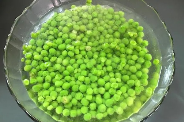 豌豆怎么在家种植，播种前需要浸种