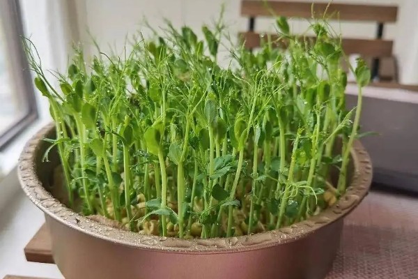 豌豆怎么在家种植，播种前需要浸种