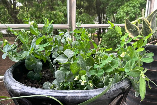 豌豆怎么在家种植，播种前需要浸种