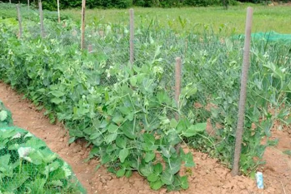 豌豆怎么在家种植，播种前需要浸种