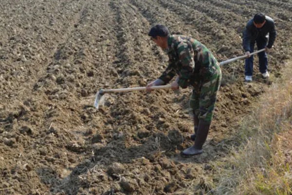 豌豆怎么在家种植，播种前需要浸种