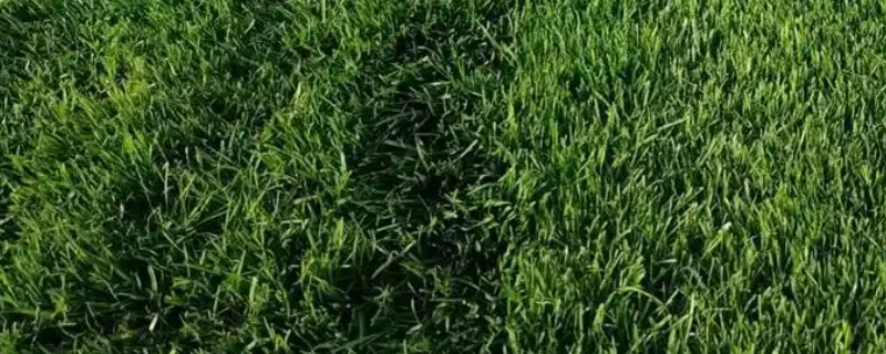 果岭草怎么种植，撒播种子后覆盖薄土