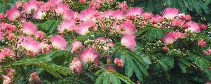 合欢花与旋覆花的区别，生长环境与叶子等均不同