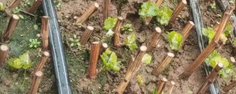 葡萄的扦插时间，以3-5月份为宜