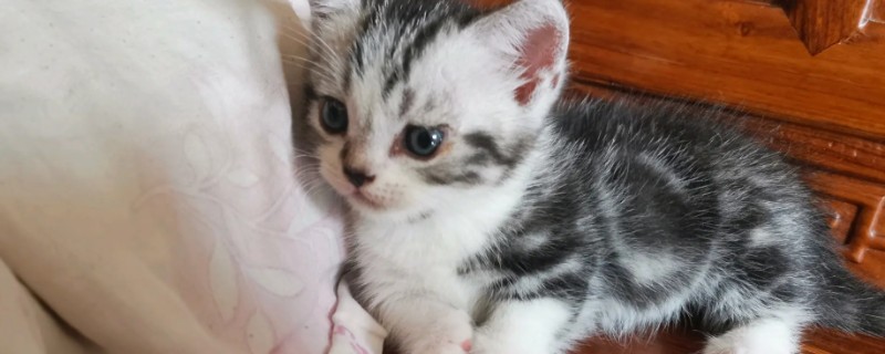 猫眼泪变成红色的原因，眼泪被氧化后会变成铁锈色