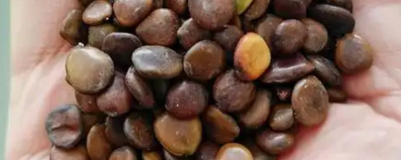 买种子的注意事项，首先要选择合法种子经营单位