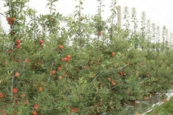 双矮苹果有哪些好处，其结果比较早