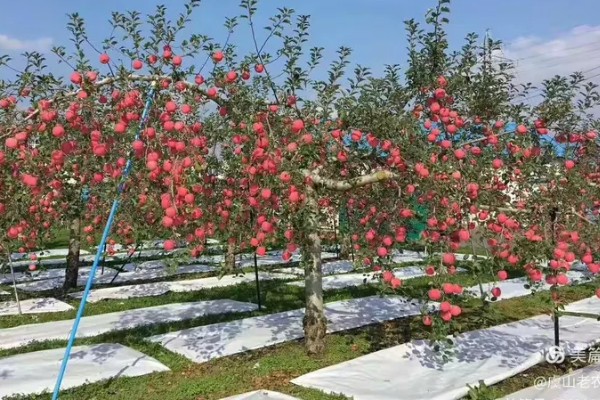 双矮苹果有哪些好处，其结果比较早