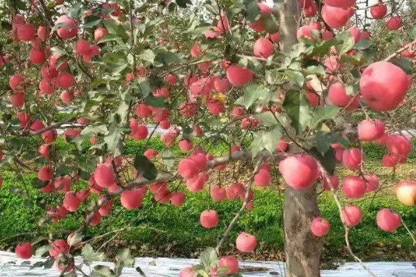 双矮苹果有哪些好处，其结果比较早
