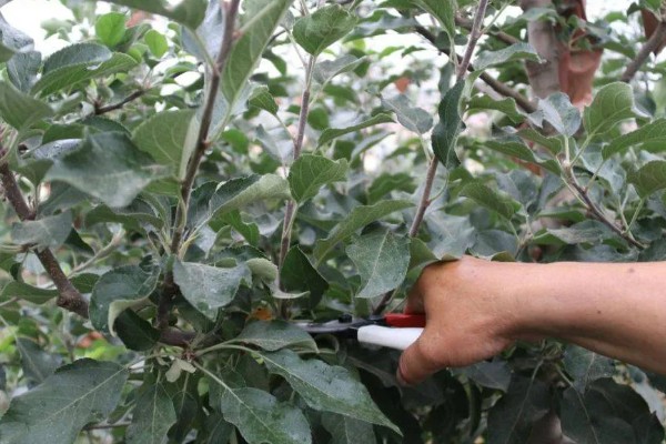 双矮苹果有哪些好处，其结果比较早