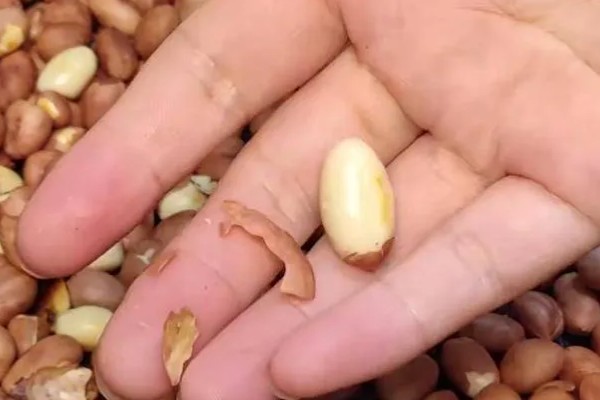 花生种子的好坏怎么区分，种皮易与种子分离代表它有活力