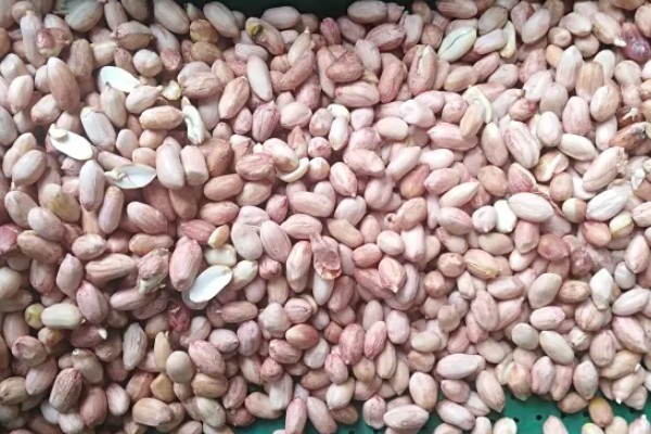 花生种子的好坏怎么区分，种皮易与种子分离代表它有活力