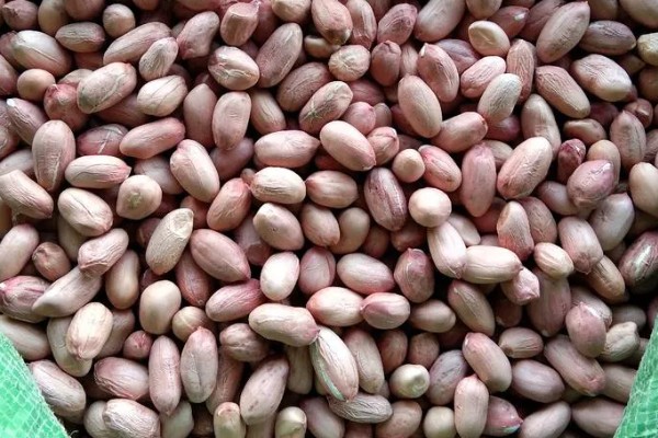 花生种子的好坏怎么区分，种皮易与种子分离代表它有活力