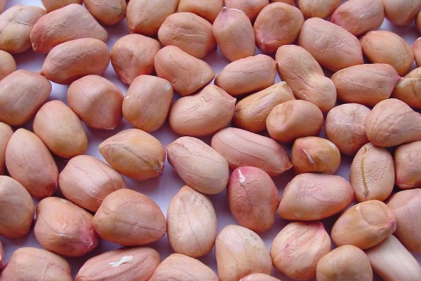 花生种子的好坏怎么区分，种皮易与种子分离代表它有活力