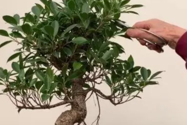 榕树冻伤后还可以活吗，取决于冻伤的程度