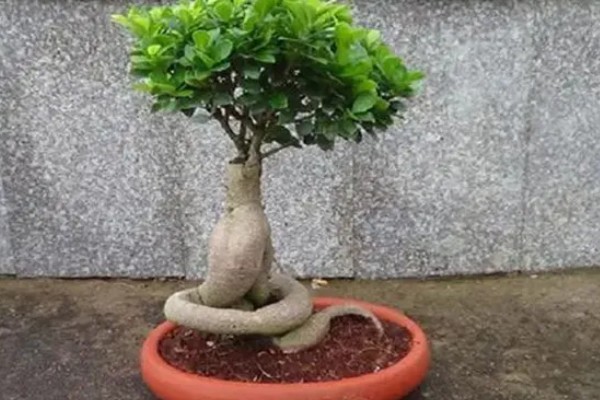 榕树冻伤后还可以活吗，取决于冻伤的程度