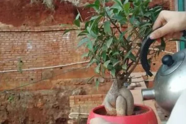 榕树冻伤后还可以活吗，取决于冻伤的程度