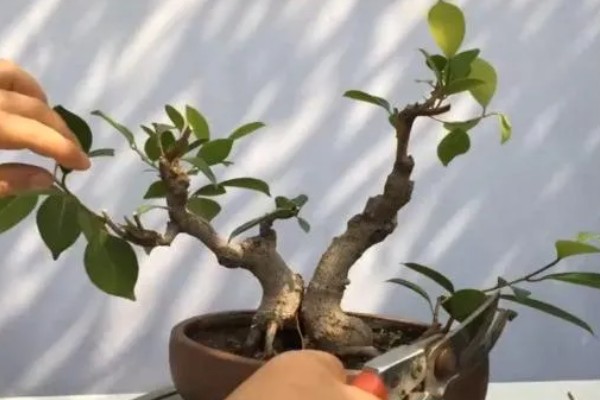 榕树冻伤后还可以活吗，取决于冻伤的程度