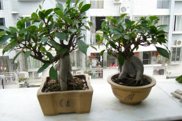 榕树冻伤后还可以活吗，取决于冻伤的程度