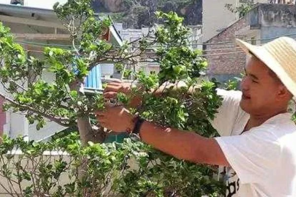 榕树冻伤后还可以活吗，取决于冻伤的程度