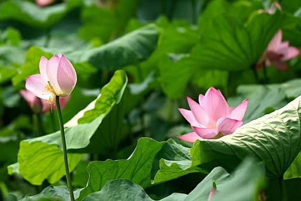 水芙蓉花有没有毒,水芙蓉花是没有毒的