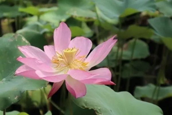 水芙蓉花有没有毒,水芙蓉花是没有毒的