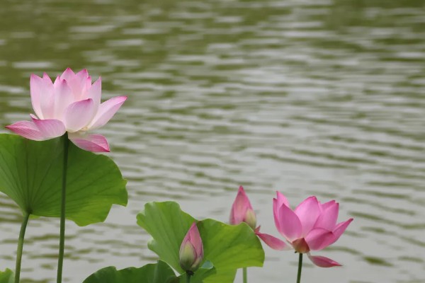 水芙蓉花有没有毒,水芙蓉花是没有毒的