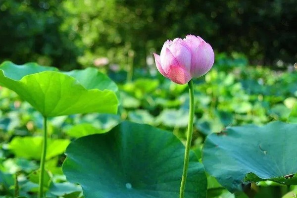 水芙蓉花有没有毒,水芙蓉花是没有毒的