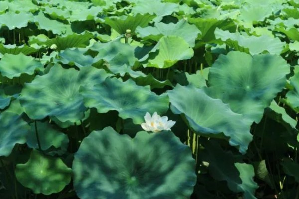 水芙蓉花有没有毒,水芙蓉花是没有毒的