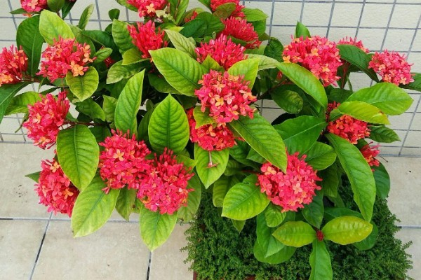 龙船花如何催花,要确保有充足的光照