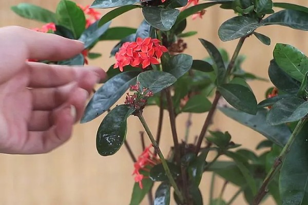 龙船花如何催花,要确保有充足的光照