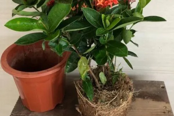 龙船花如何催花,要确保有充足的光照