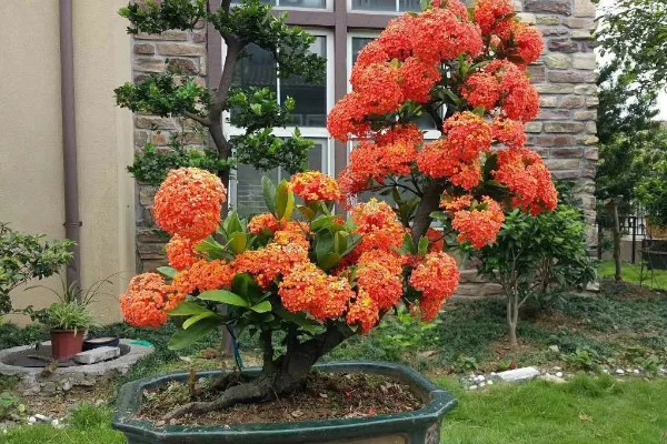 龙船花如何催花,要确保有充足的光照
