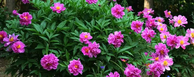 芍药的休眠时间，入冬后会进入休眠状态