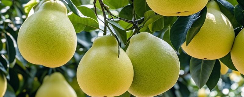 柚子的生长过程介绍，1月份处于花芽形成期