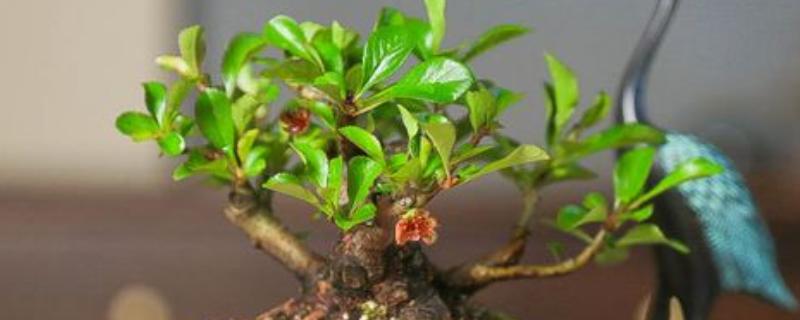 子宝开花的寓意，寓意好运的到来