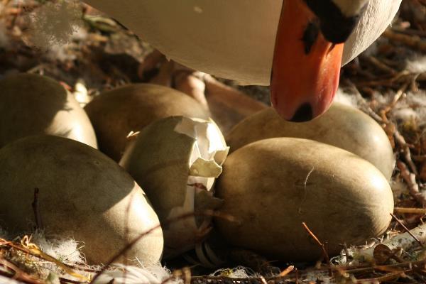 鹅的孵化温湿度,第1-27天把温度保持在37.5℃左右