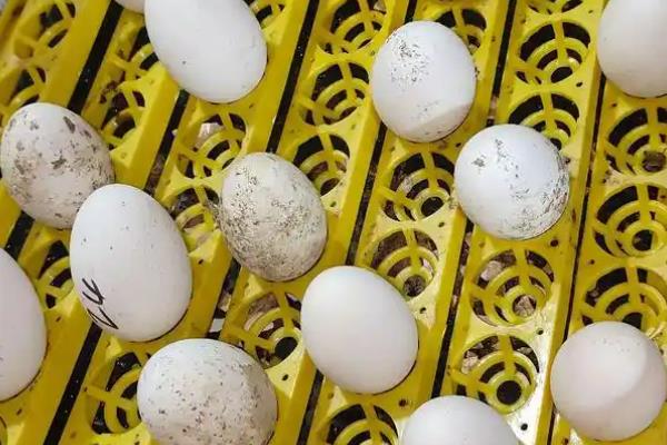 鹅的孵化温湿度,第1-27天把温度保持在37.5℃左右