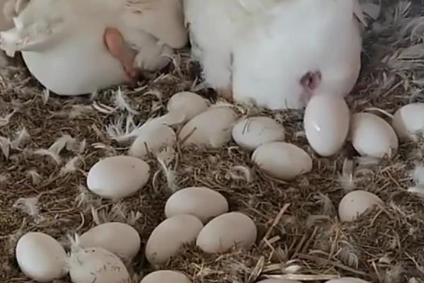 鹅的孵化温湿度,第1-27天把温度保持在37.5℃左右