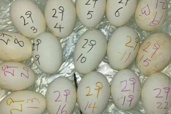 鹅的孵化温湿度,第1-27天把温度保持在37.5℃左右