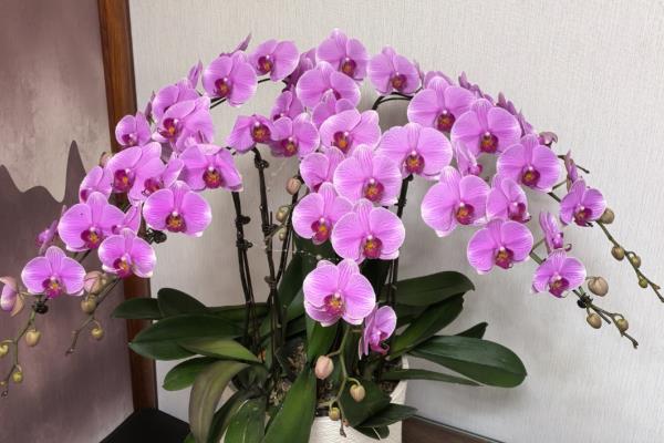 紫色蝴蝶兰有什么花语，代表高贵典雅、我深爱着你