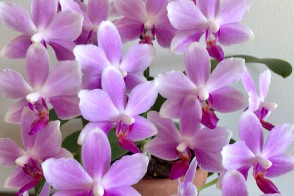 紫色蝴蝶兰有什么花语，代表高贵典雅、我深爱着你