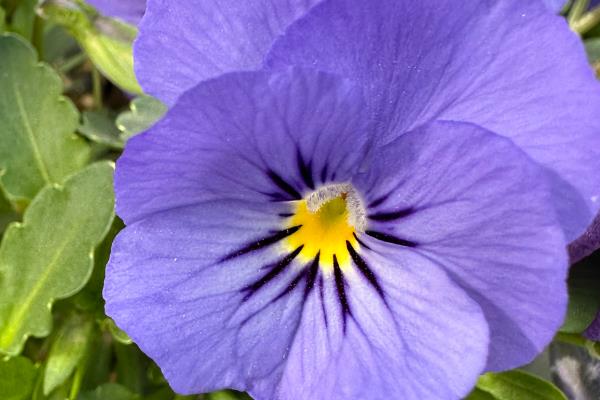 紫色蝴蝶兰有什么花语，代表高贵典雅、我深爱着你