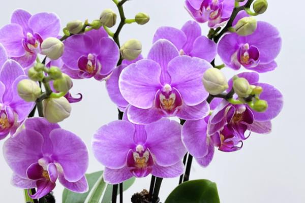 紫色蝴蝶兰有什么花语，代表高贵典雅、我深爱着你