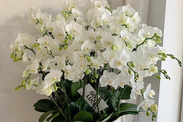 紫色蝴蝶兰有什么花语，代表高贵典雅、我深爱着你