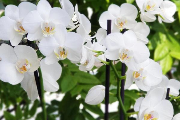 紫色蝴蝶兰有什么花语，代表高贵典雅、我深爱着你