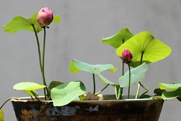 如何让盆栽荷花开花，要为植株提供适当的光照