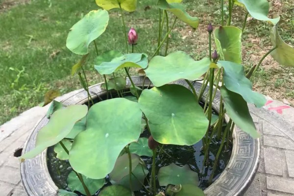 如何让盆栽荷花开花，要为植株提供适当的光照